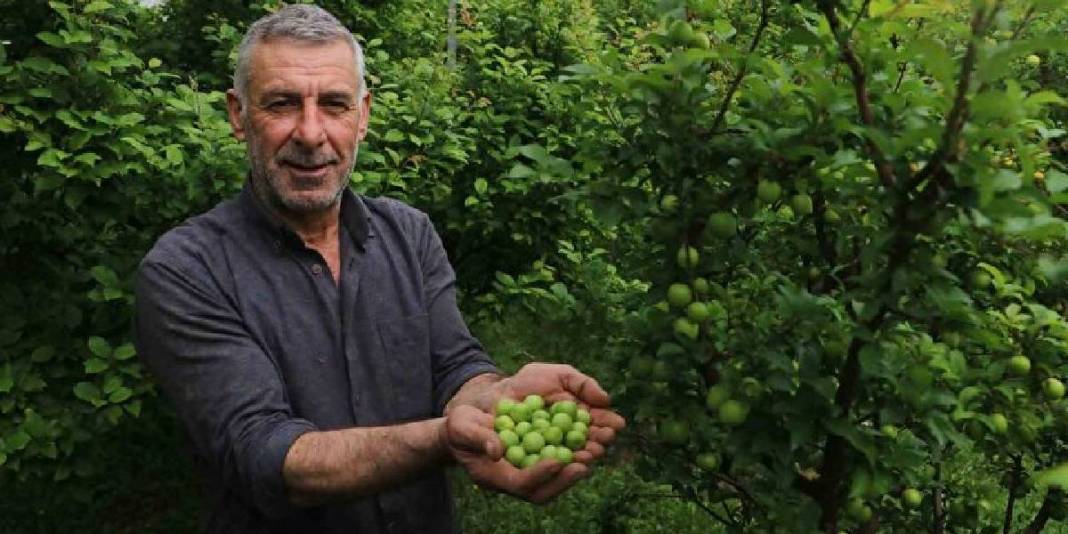 Hatay’daki üretimin ürünleri sınırları aşıyor: Kilosu 500 TL’den tüm dünya yiyor 2